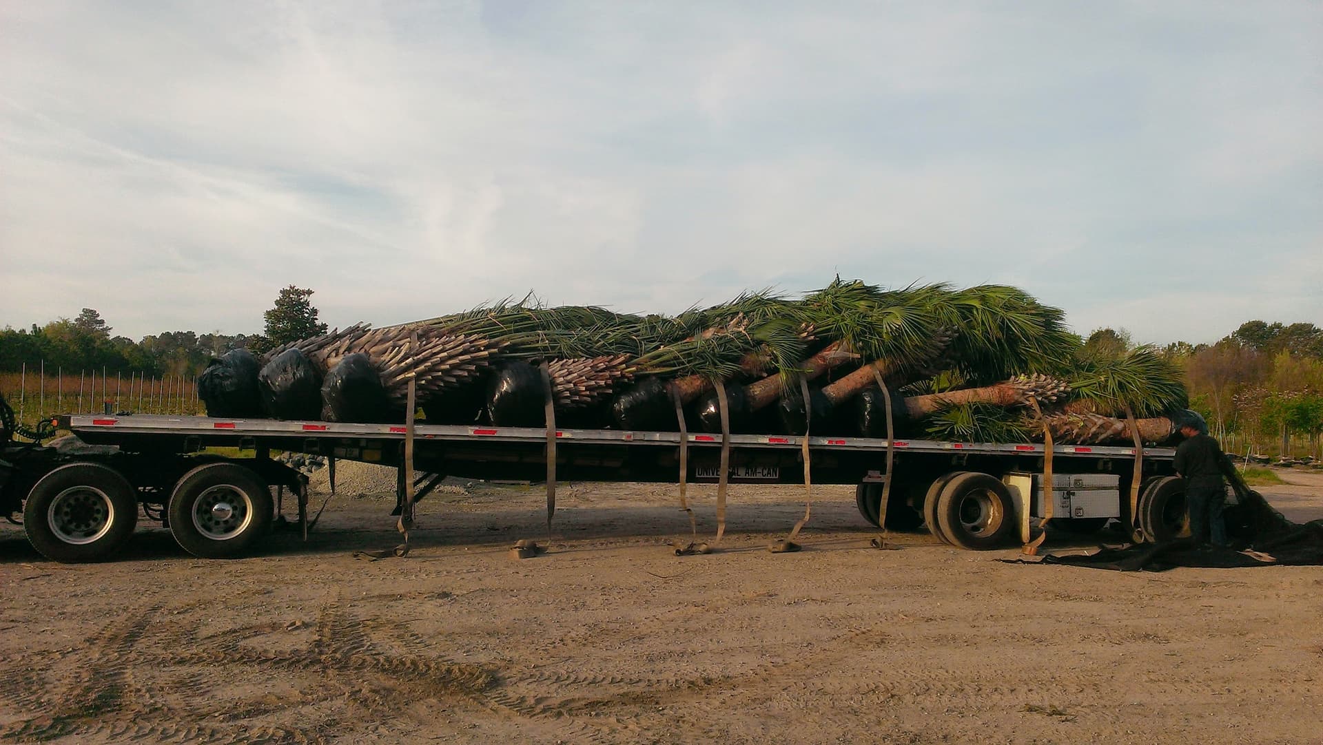 Nursery Stock services by PLVA